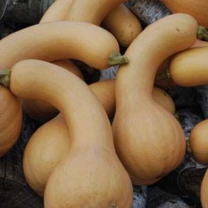 Cucurbita moschata Canada Crookneck  kologisk
