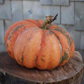 Cucurbita maxima Moranga Exposicao