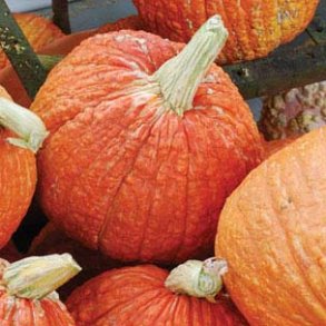 Cucurbita maxima Red Warty � �kologisk