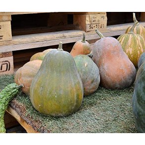 Cucurbita moschata Sucrine De Berry � Sweet Berry - �kologisk