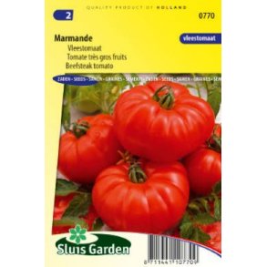 Solanum lycopersicum Marmande