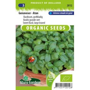 Ocimum basilicum Aton - kologiske