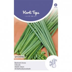 Allium fistulosum Winterhecke