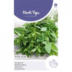 Mentha spicata