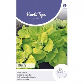 Atriplex hortensis Yellow Garden Orach 