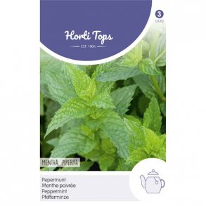 Mentha piperita