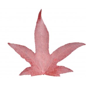 Acer palmatum - Japansk Ln - Japansk Ahorn