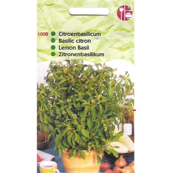 Ocimum basilicum Citriodorum