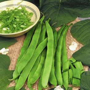 Phaseolus coccineus Emergo