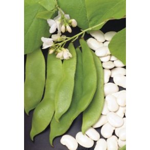 Phaseolus coccineus Large Seeded