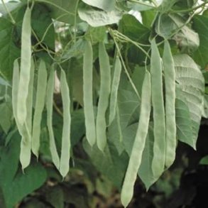 Phaseolus vulgaris Raadsheer