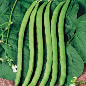 Phaseolus vulgaris Neckark�nigin