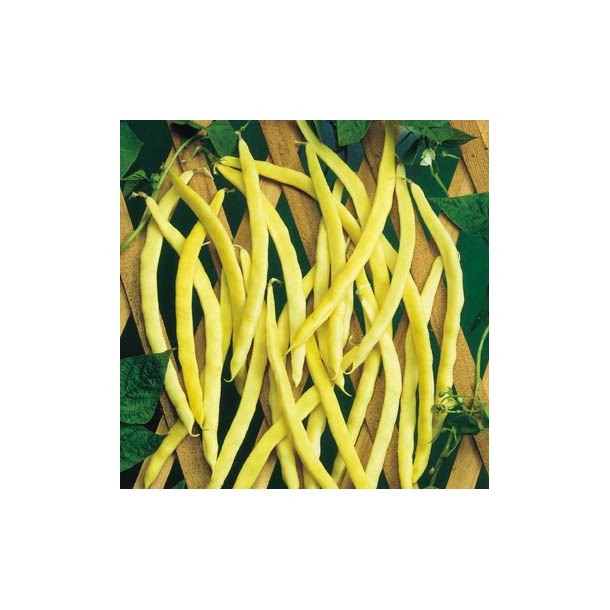 Phaseolus vulgaris Neckargold