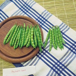 Phaseolus vulgaris Overvloed / Pearl