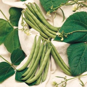 Phaseolus vulgaris Westlandia