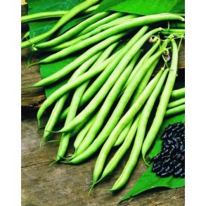 Phaseolus vulgaris Cobra