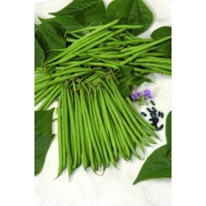 Phaseolus vulgaris Nautica