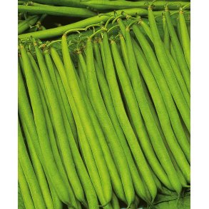Phaseolus vulgaris Sonate / Dawson