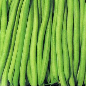 Phaseolus vulgaris Odeon