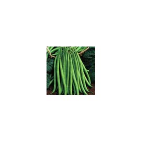 Phaseolus vulgaris Delinel
