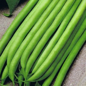 Phaseolus vulgaris Argus