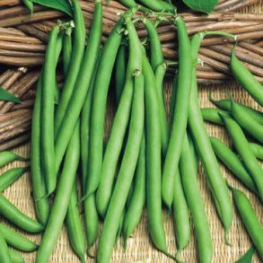 Phaseolus vulgaris Paloma