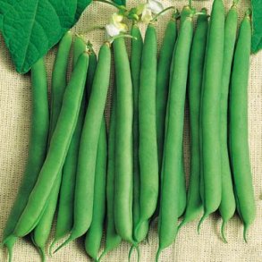 Phaseolus vulgaris Prelude