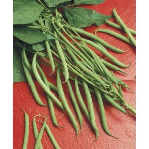 Phaseolus vulgaris Lipsos / Xantos / Fresano