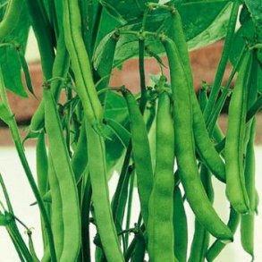 Phaseolus vulgaris Record