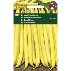 Phaseolus vulgaris Minidor / Goldplay