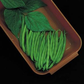 Phaseolus vulgaris Chinese Miracle