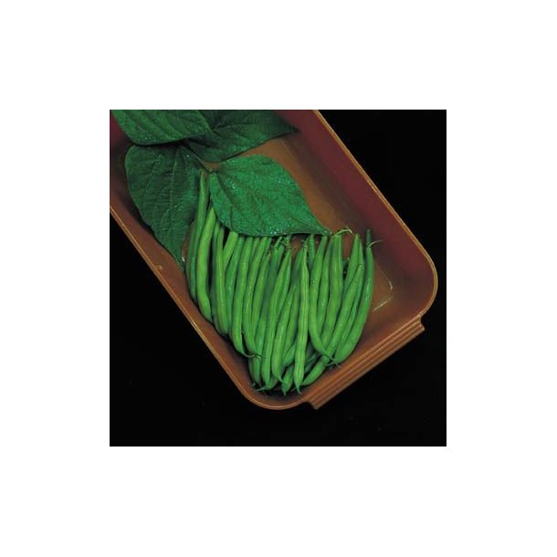 Phaseolus vulgaris Chinese Miracle