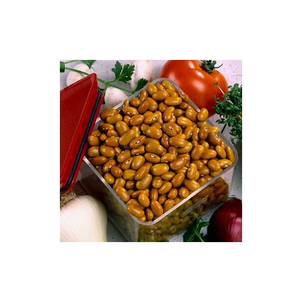 Phaseolus vulgaris Dutch brown / Bruine Noordhollandse