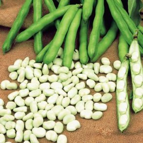 Vicia faba Witkiem Meteor