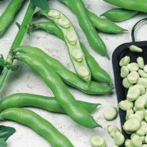 Vicia faba Witkiem Major