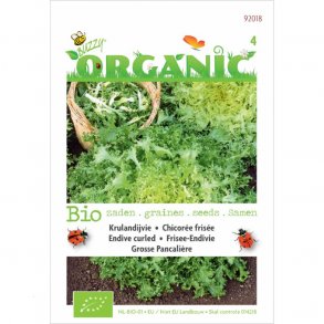 Cichorium endivia var. crispum Grose Pancalire - kologisk fr