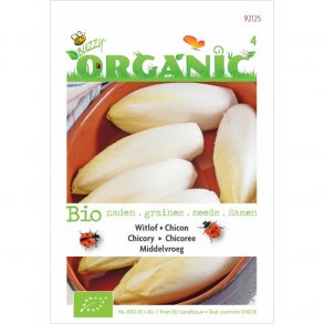 Cichorium intybus Hollandse Middelvroeg - kologisk fr