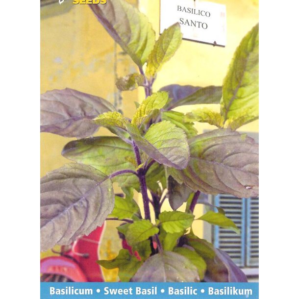 Ocimum basilicum Santo / Blue Spice