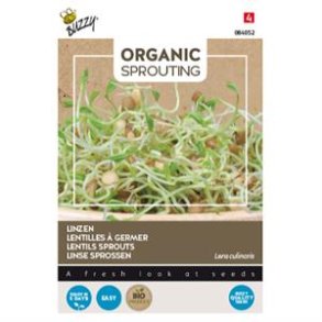 Linse spirer - Lens culinaris - �kologiske fr� - BUZZY� ORGANIC SPROUTING 