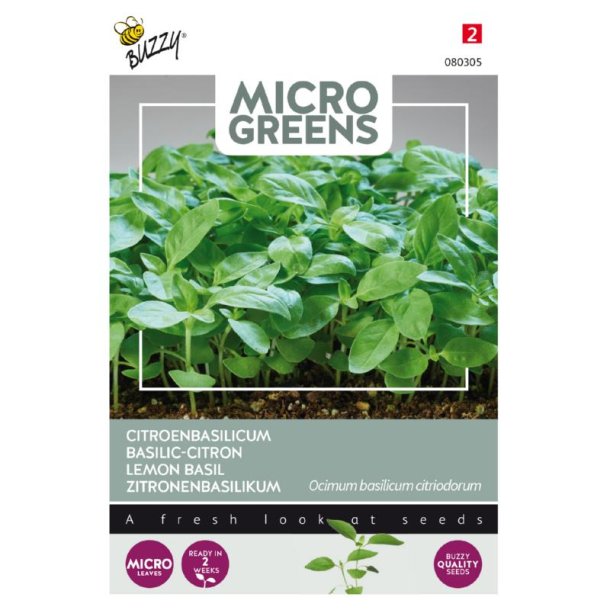 Citronbasilikum - Ocimum basilicum Citriodorum - Buzzy Micro Greens 
