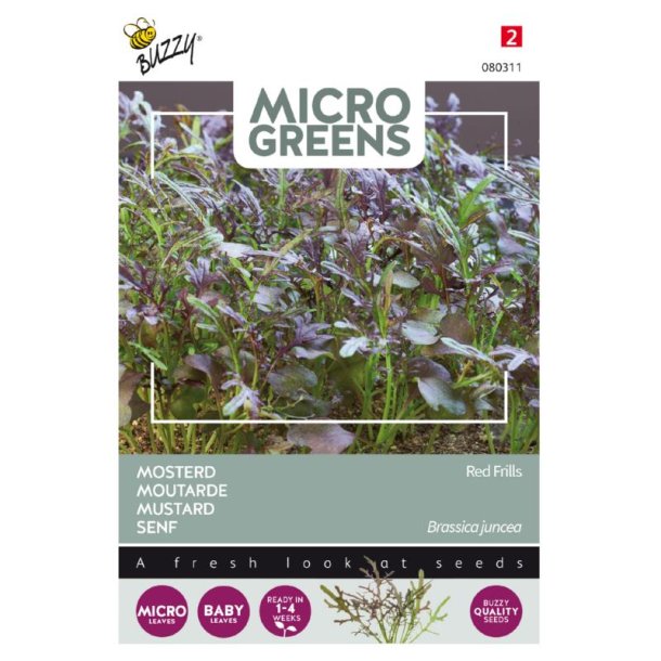 Sareptasennep - Brassica juncea Red Frills - Buzzy Micro Greens