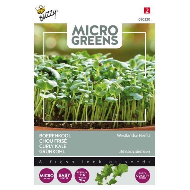 Grnkl - Brassica oleracea Westland Autumn - Buzzy Micro Greens