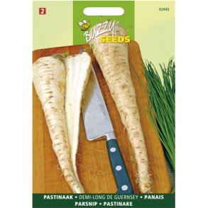 Pastinaca sativa Demi-long de Guernsey