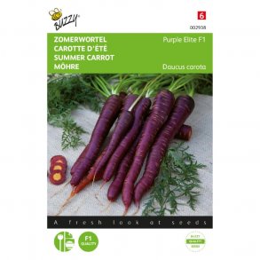 Daucus carota ssp sativus Purple Elite F1