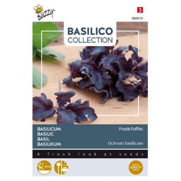 Ocimum basilicum Purple Ruffles 