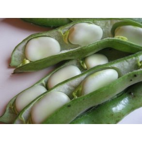 Valske bønne frø / Hestebønne frø