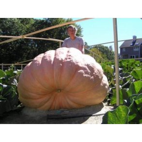 Kmpegrskar fr - Rekord grskar fr