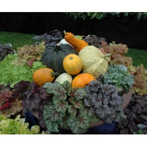 Ls om Cucurbita - Grskar og Squash