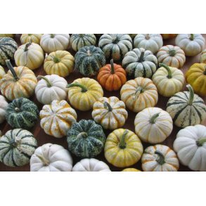 Pyntegræskar frø / Halloween Græskar frø