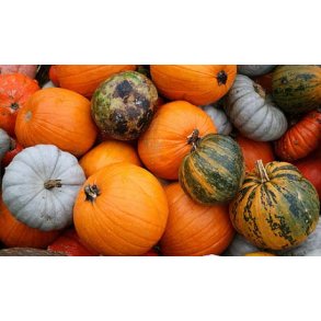Vinter Grskar fr / Vinter Squash fr